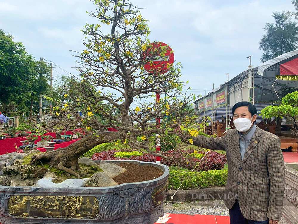 Bonsai thế bạt phong hồi đầu