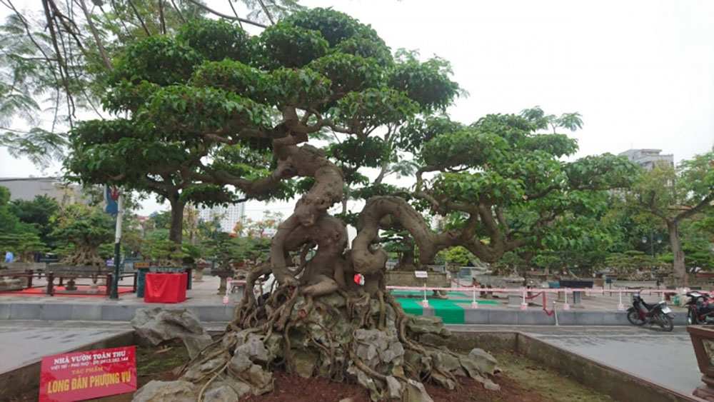 Bonsai thế long đàn phượng vũ