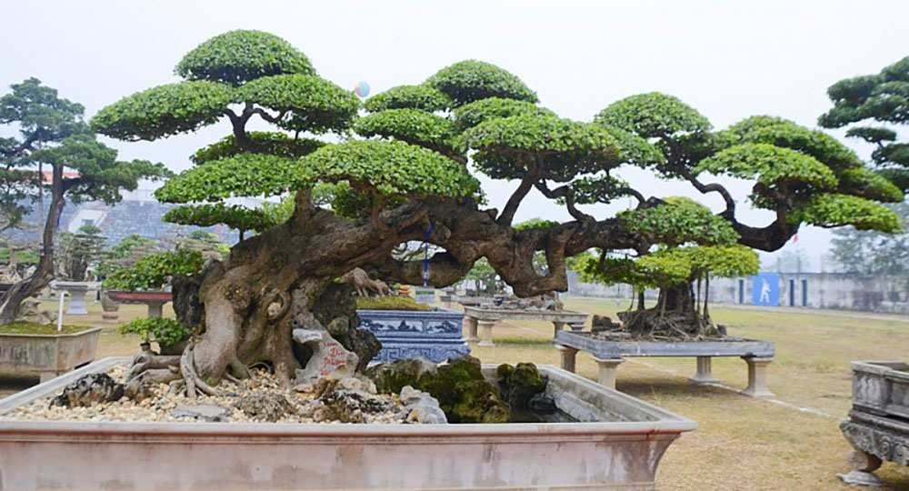 Bonsai thế long đàn phượng vũ