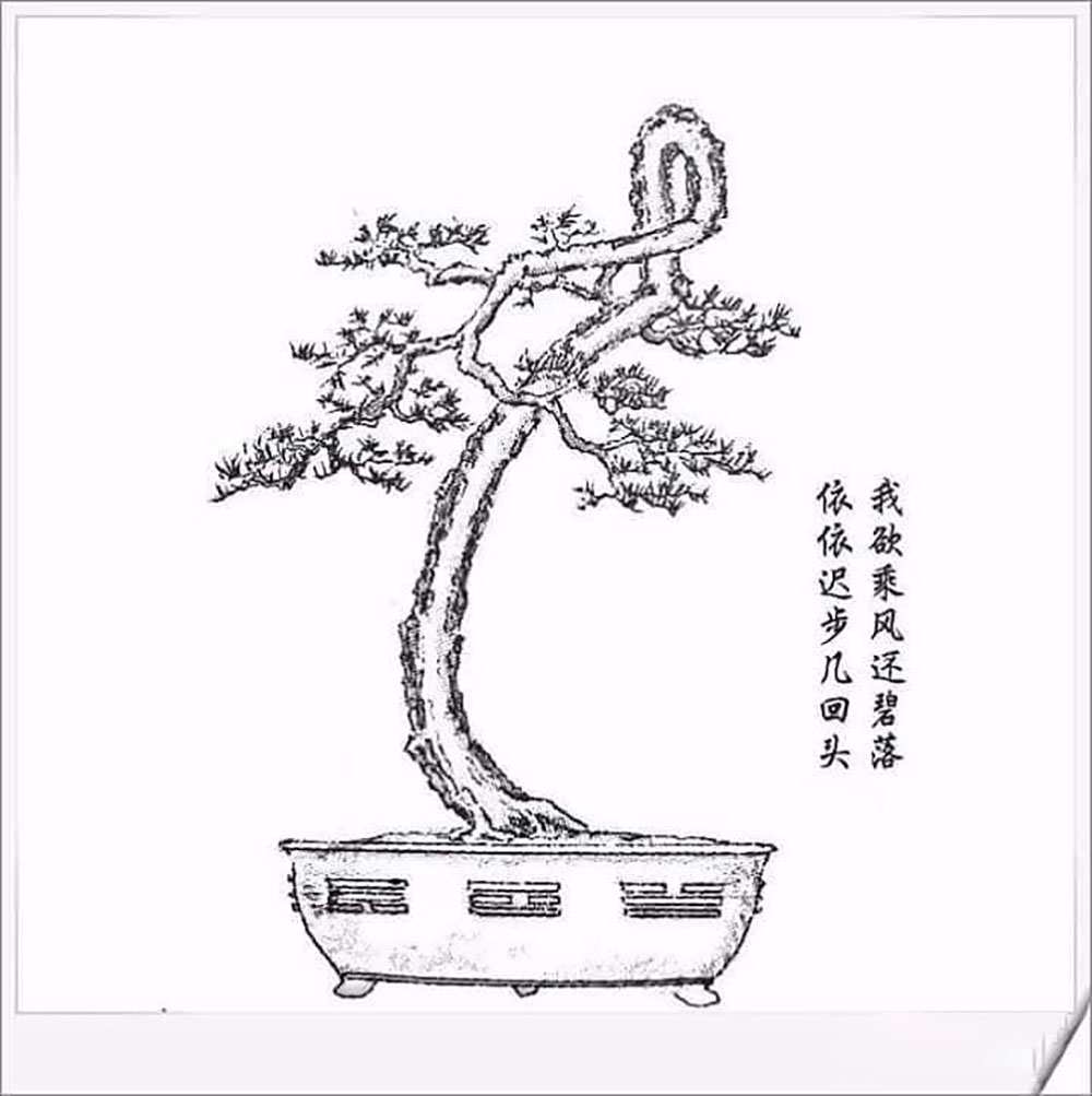 Bonsai thế long đàn phượng vũ