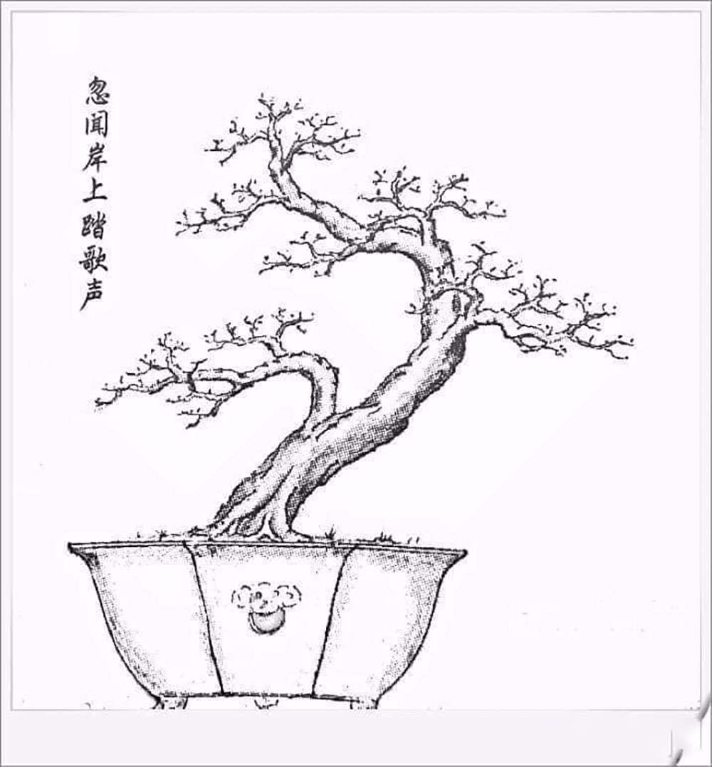 Bonsai thế long mã hồi đầu