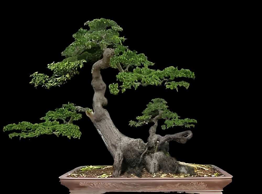 Bonsai thế long mã hồi đầu