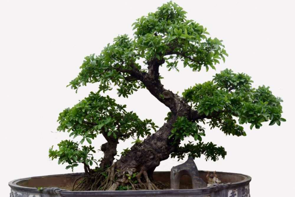 Bonsai thế long mã hồi đầu