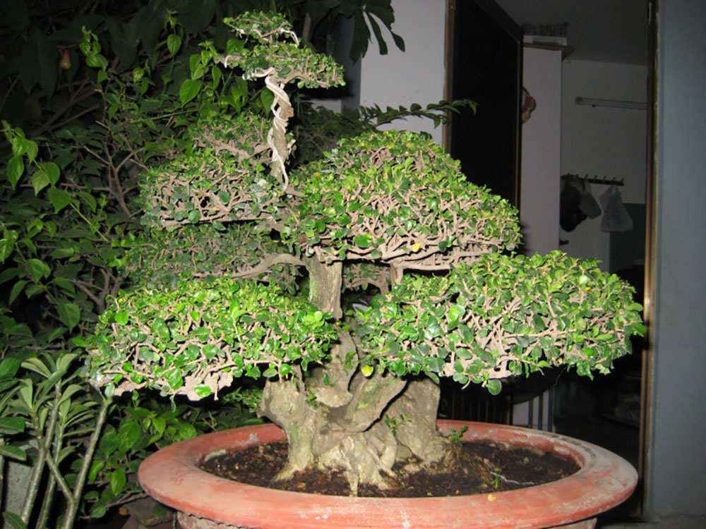 Bonsai thế ngũ nhạc