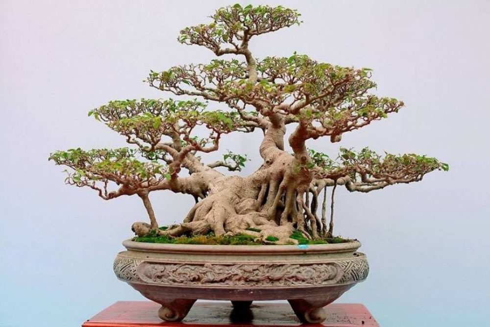 Bonsai thế ngũ nhạc