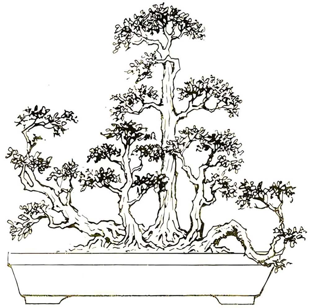 Bonsai thế ngũ nhạc