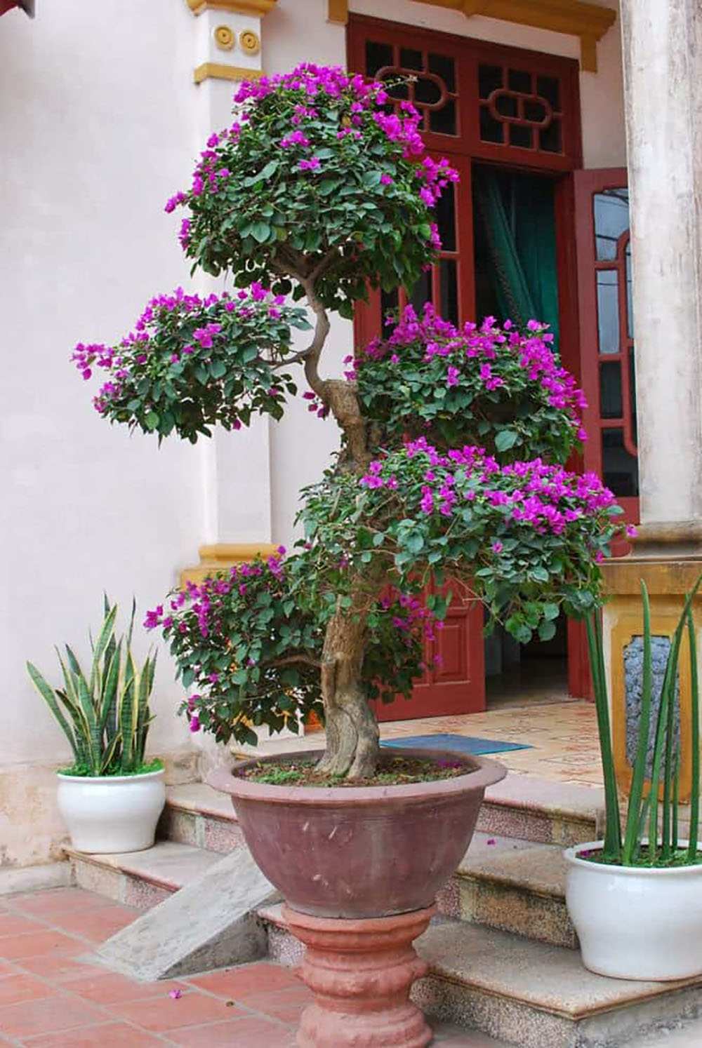 Bonsai thế ngũ phúc