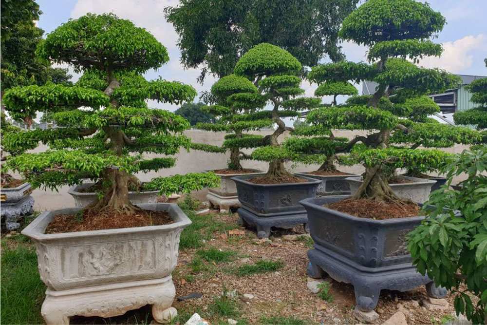 Bonsai thế ngũ phúc