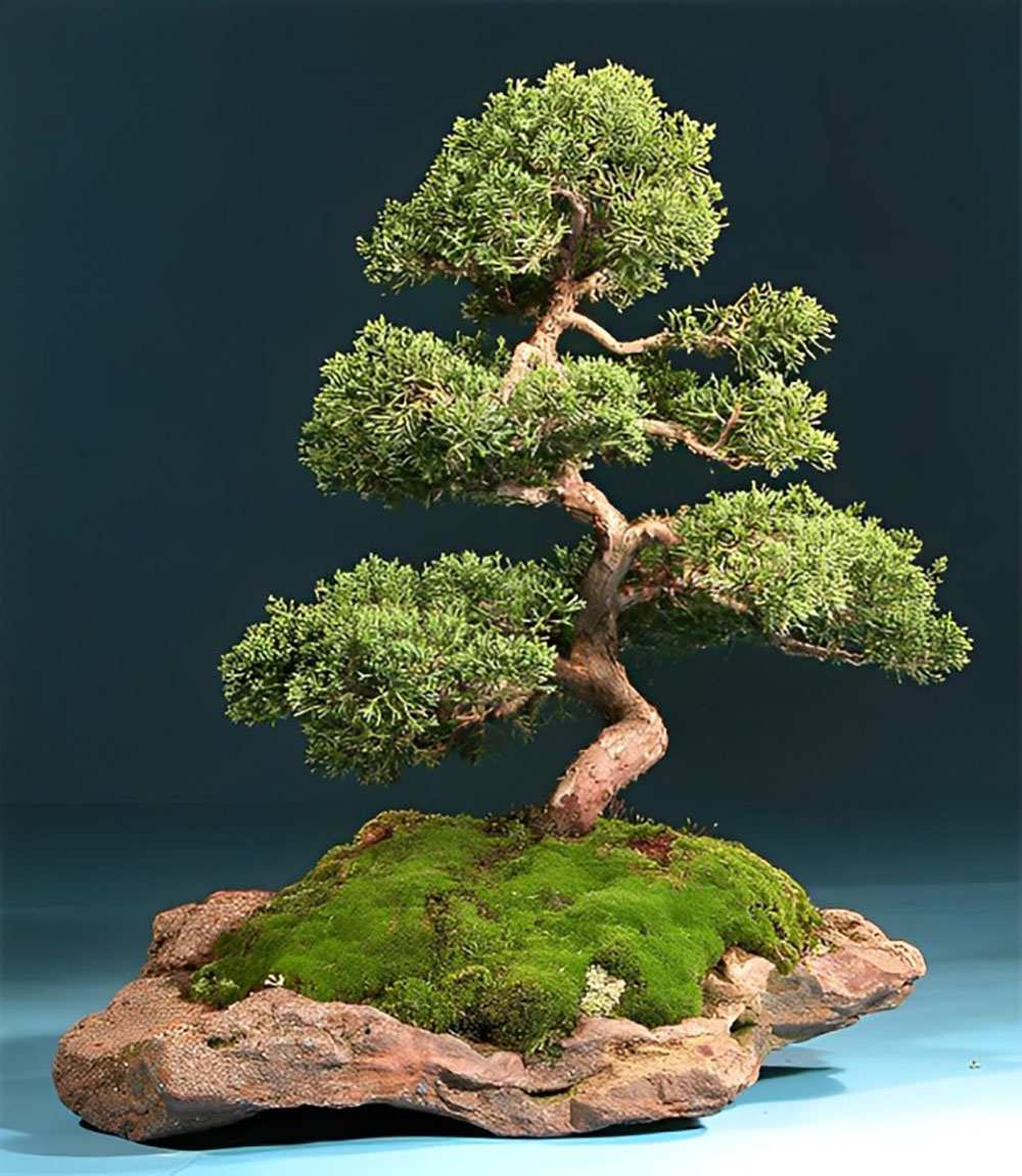 Bonsai thế ngũ phúc