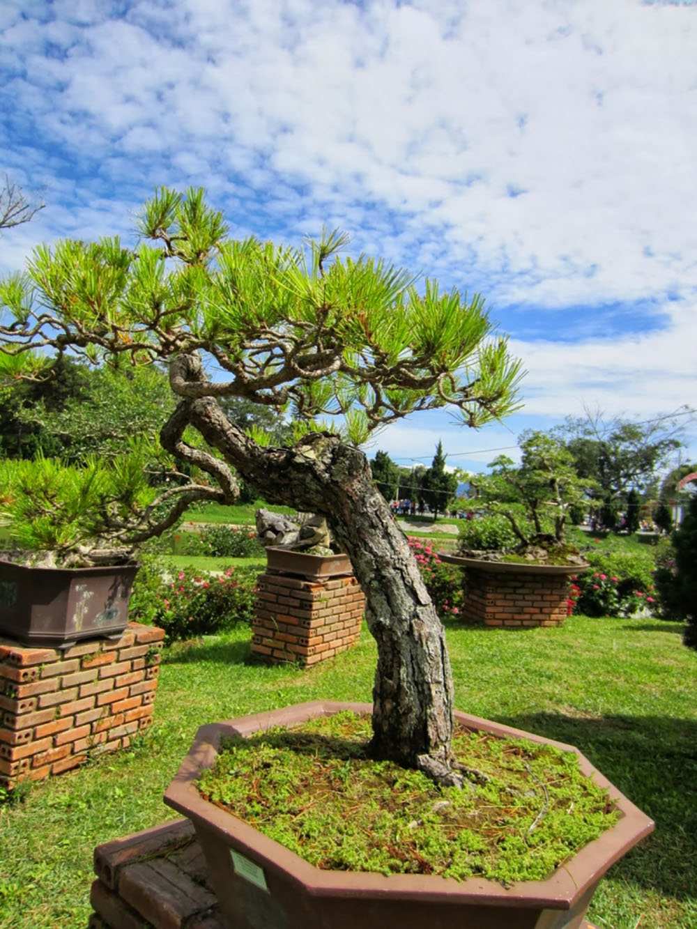 Bonsai thế xuy phong