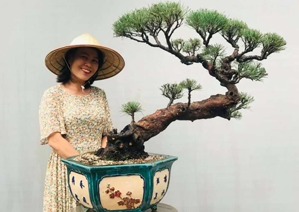 Bonsai thế xuy phong