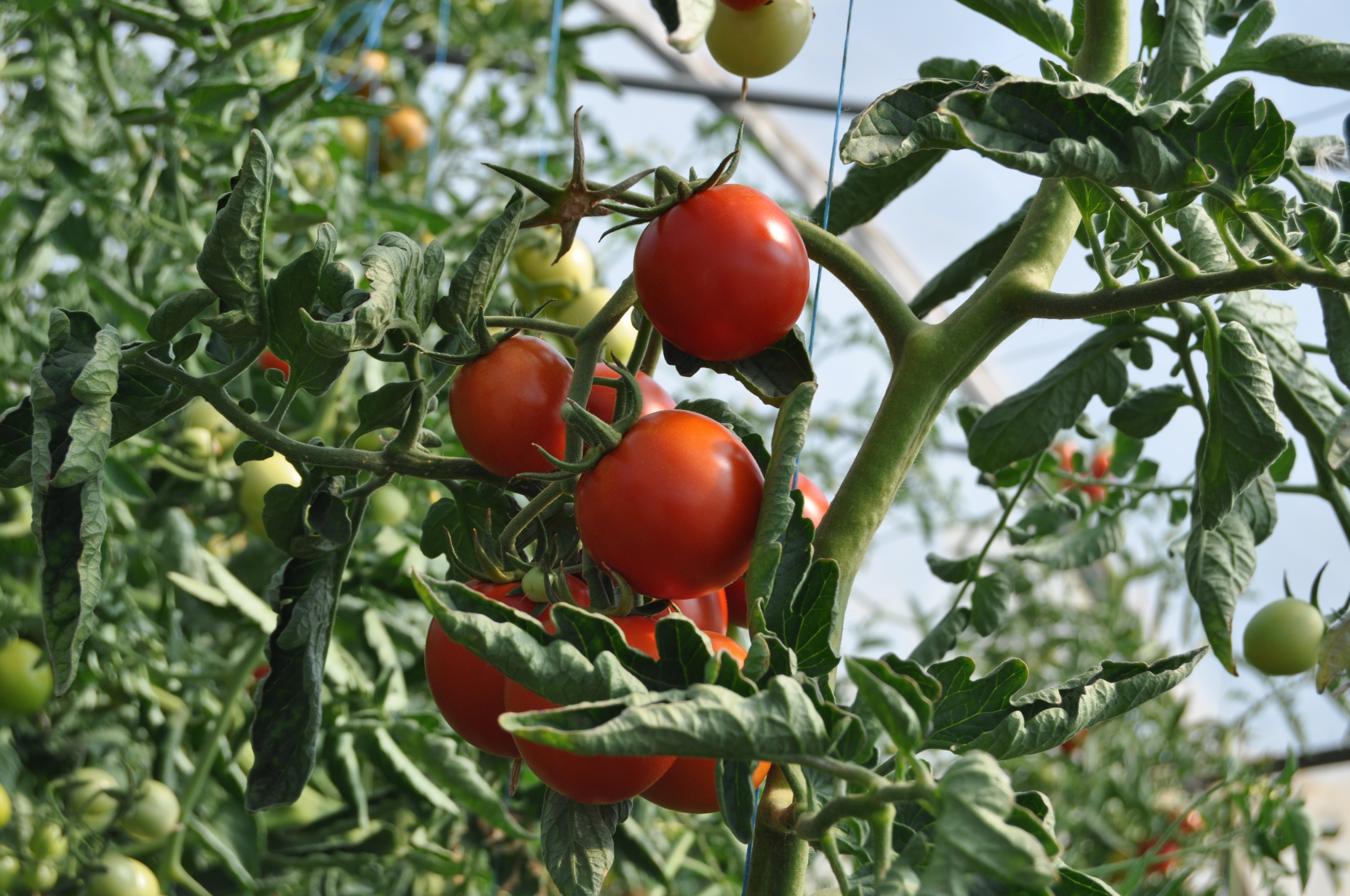 Cà chua khu trông trọt