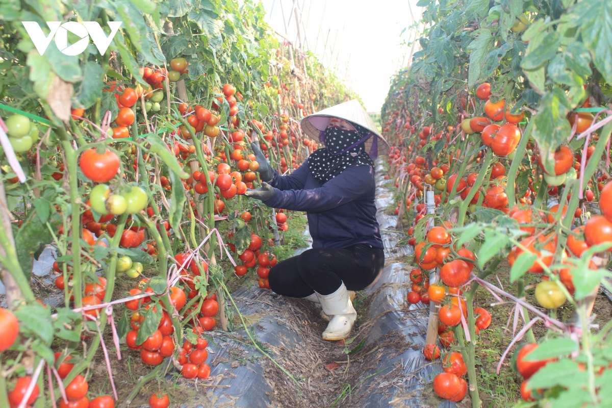 Cà chua ở Việt Nam
