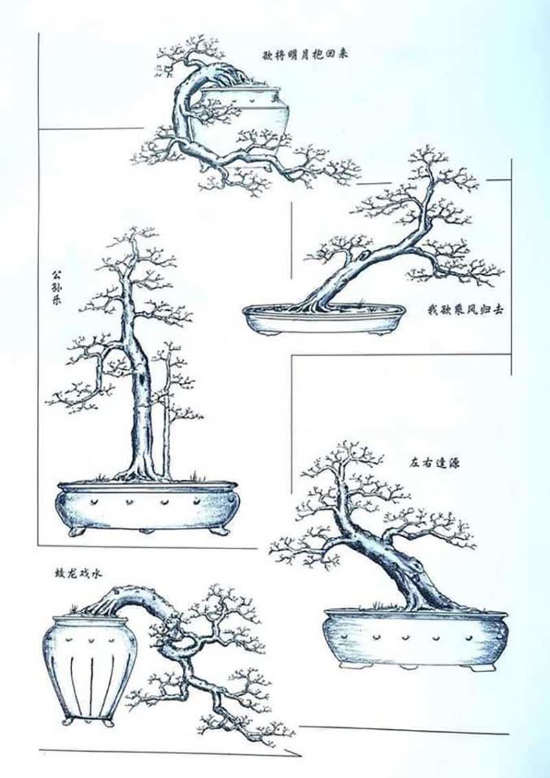 các dáng cây Bonsai cơ bản