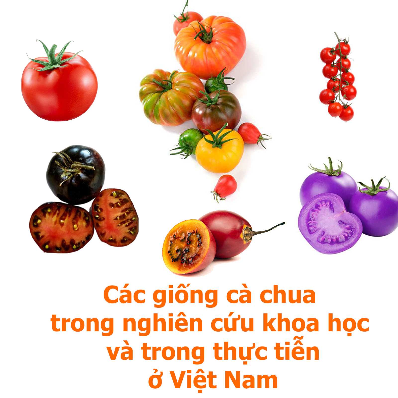 Các Loại Cà Chua Ở Việt Nam: Khám Phá Các Giống Cà Chua Phổ Biến Nhất