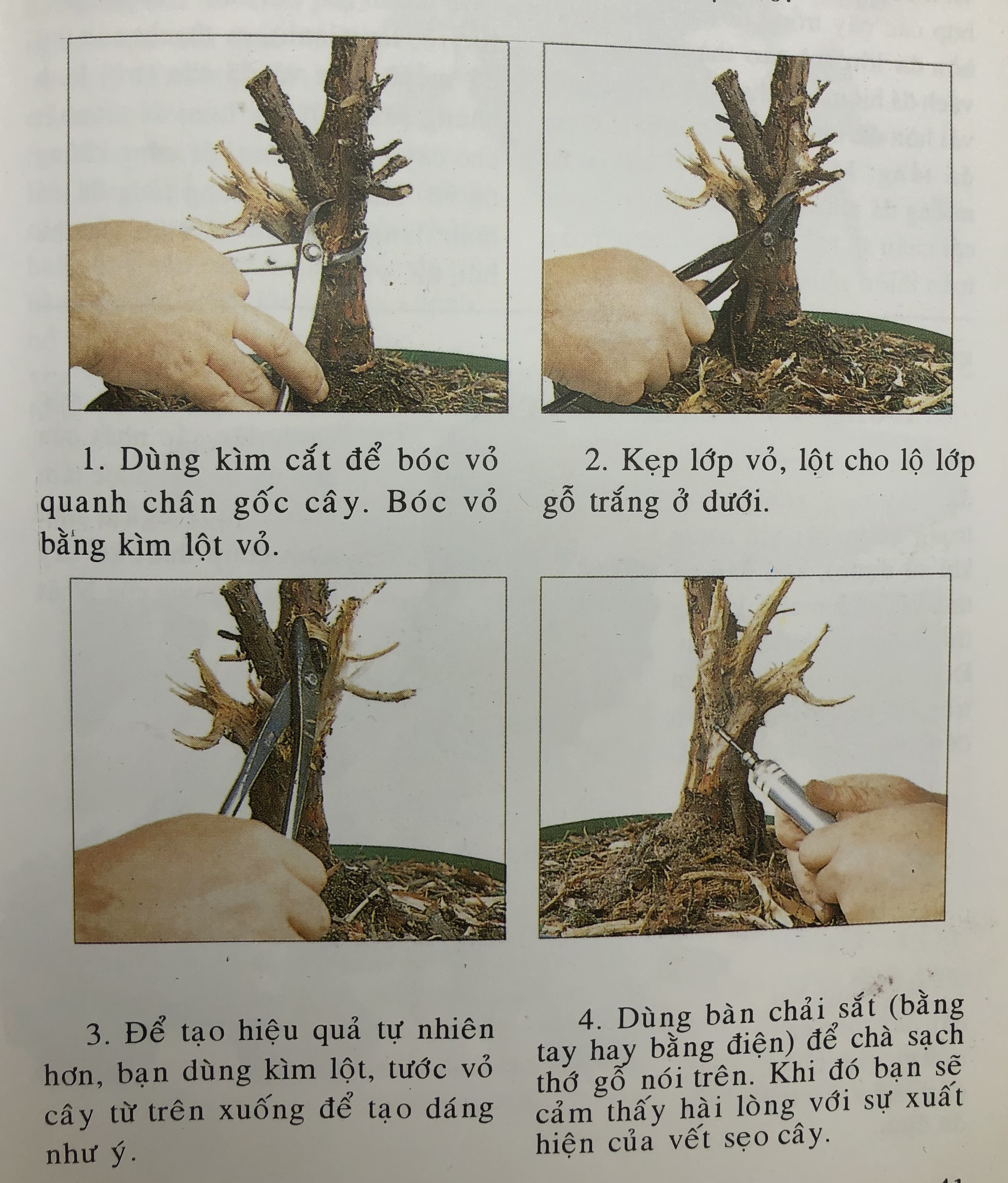 Cách tạo sẹo cây