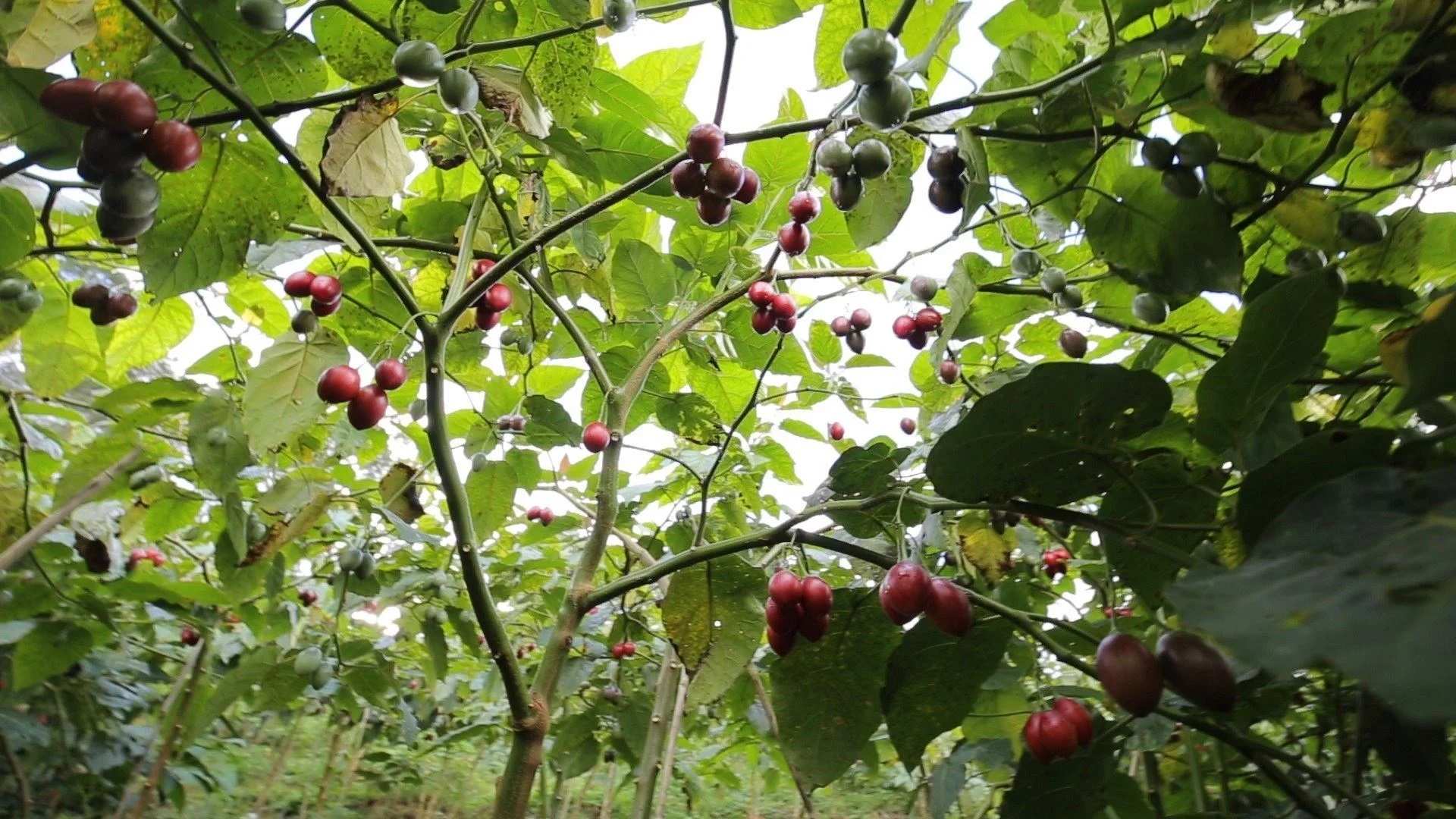 Cách trồng cây cà chua thân gỗ Tamarillo