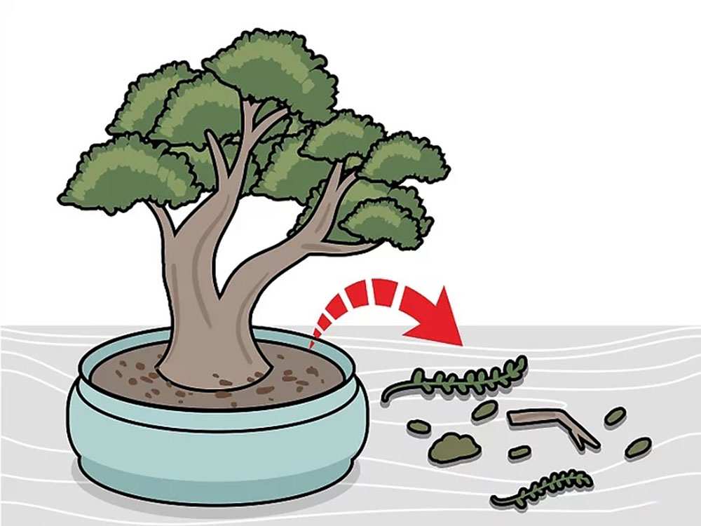 Cắt tỉa Bonsai