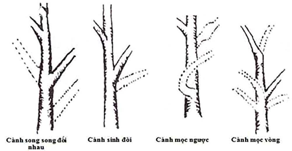 Cắt tỉa tạo dáng Bonsai