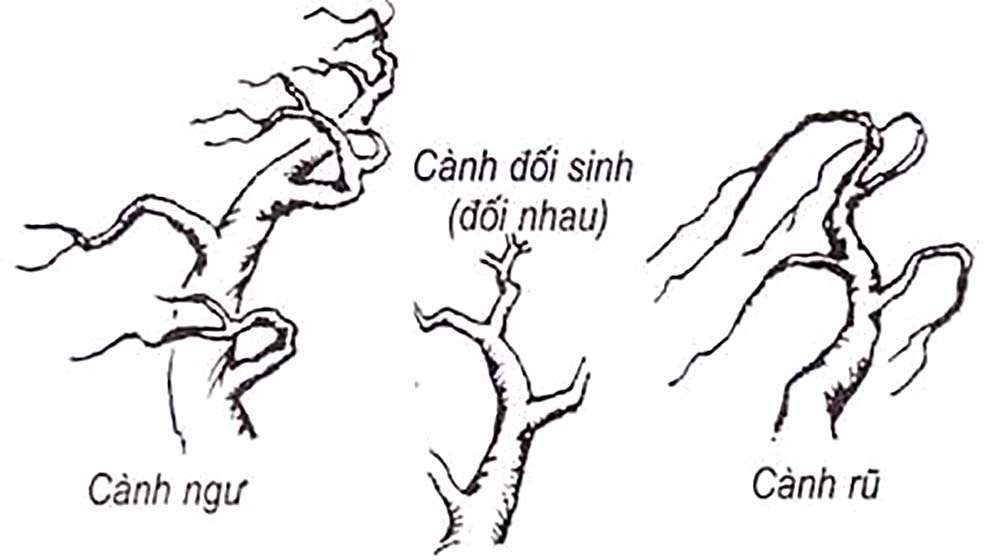 Cắt tỉa tạo dáng Bonsai