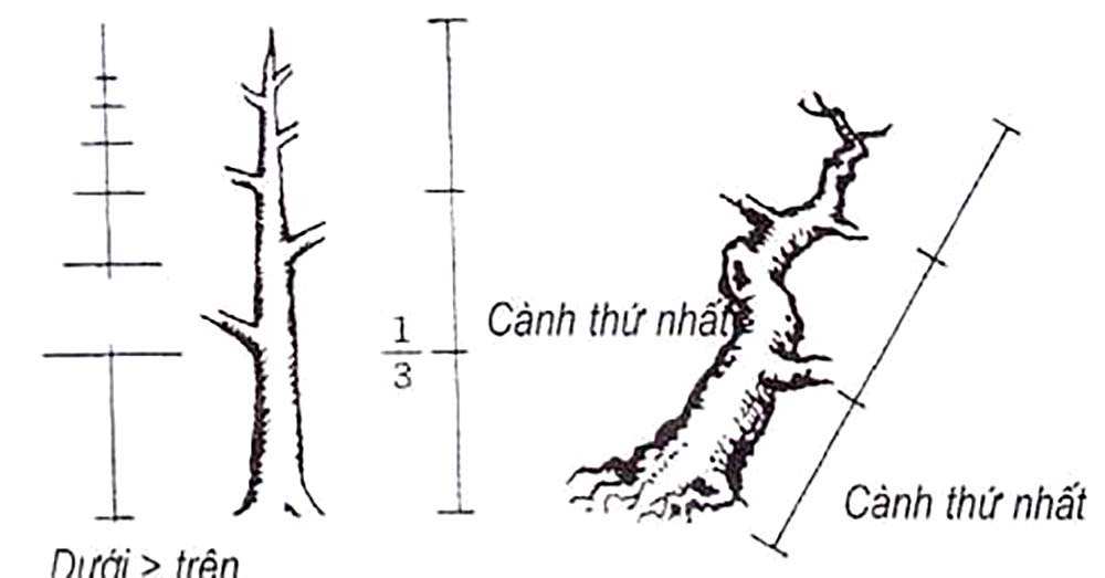 Kỹ thuật cắt cành