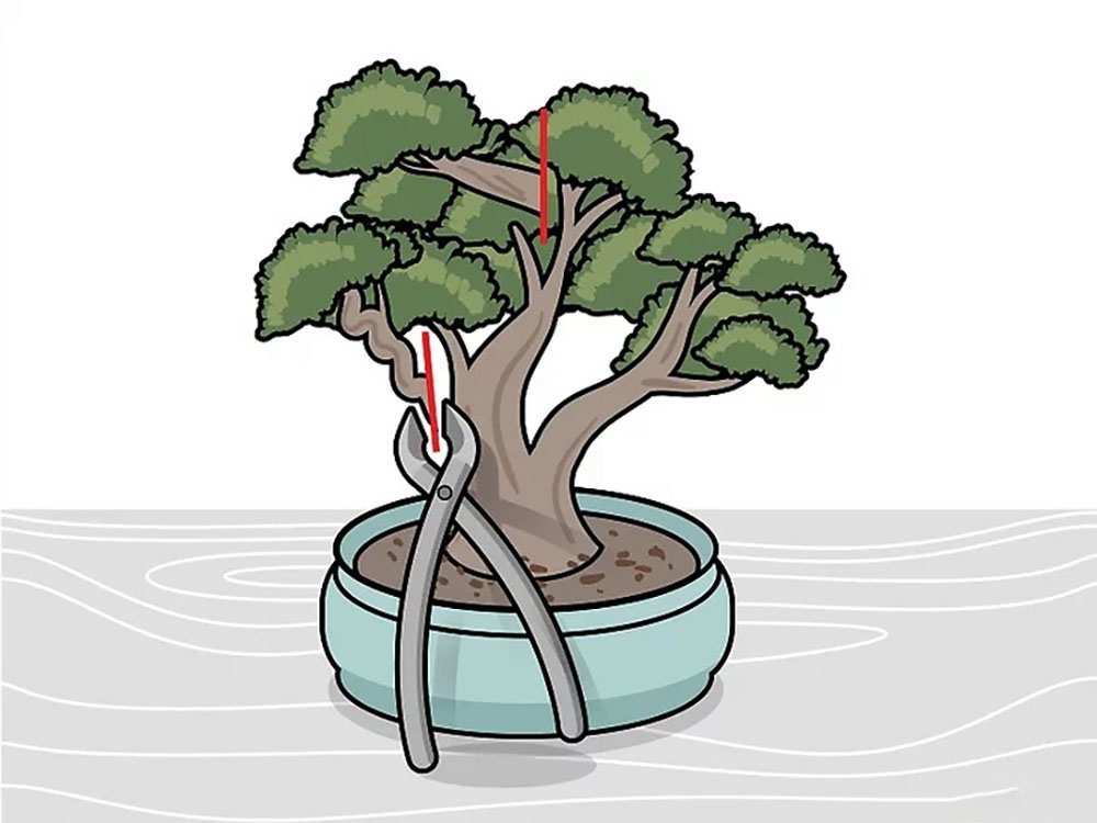 Cắt tỉa tạo hình Bonsai