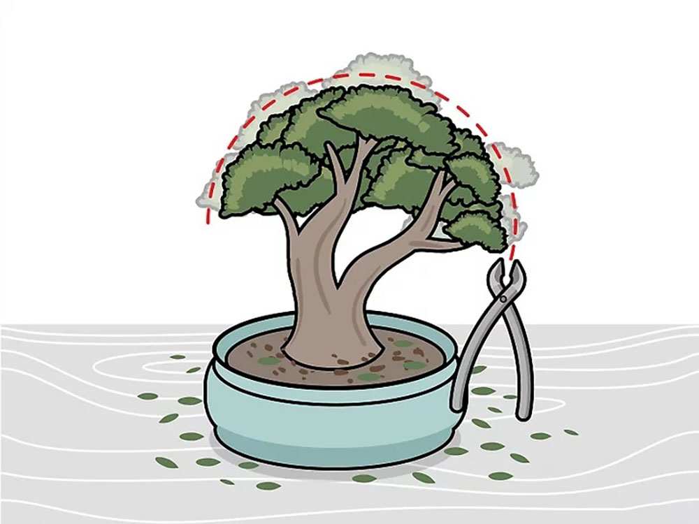 Cắt tỉa tạo hình Bonsai