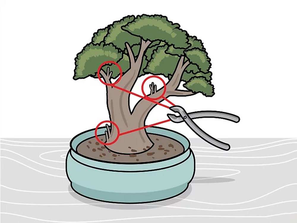 Cắt tỉa tạo hình Bonsai