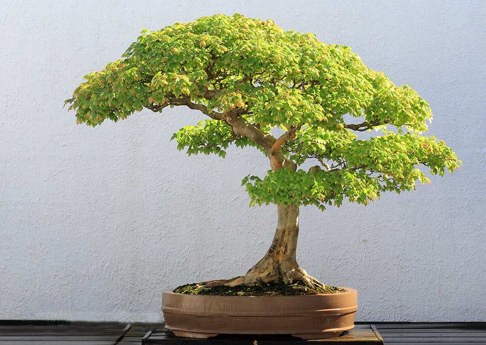 nghệ thuật tạo hình Bonsai