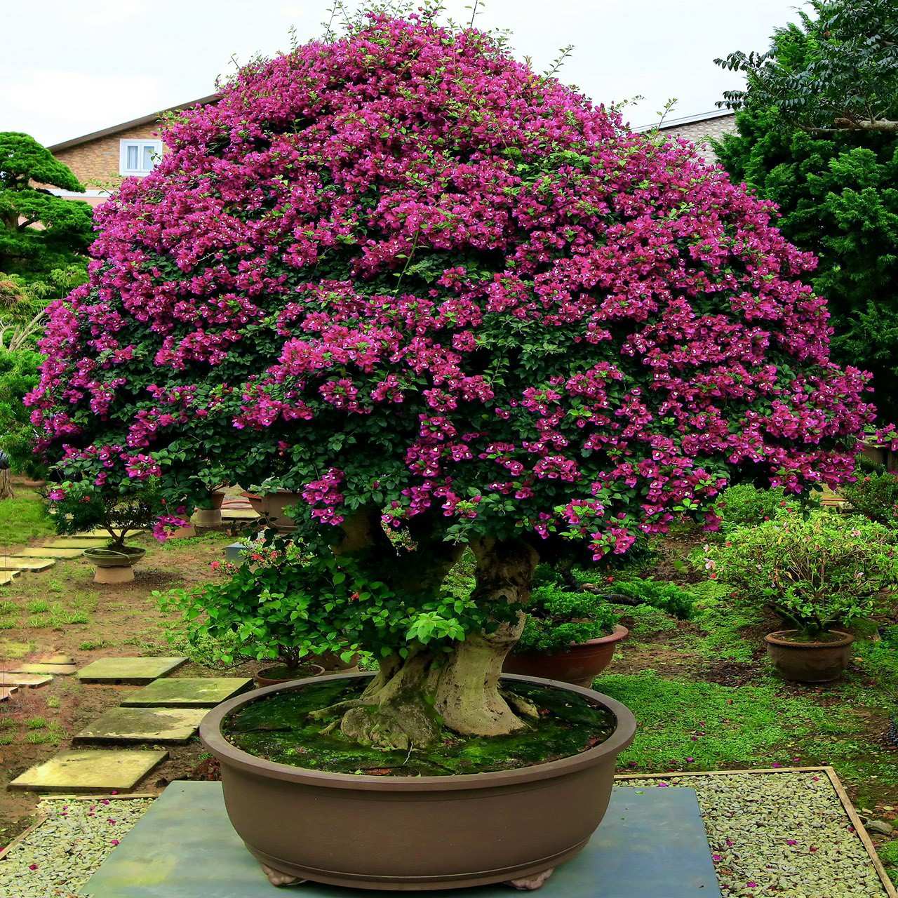 Cây màu sắc quanh năm (bonsai) - Phạm Cao Hoàn