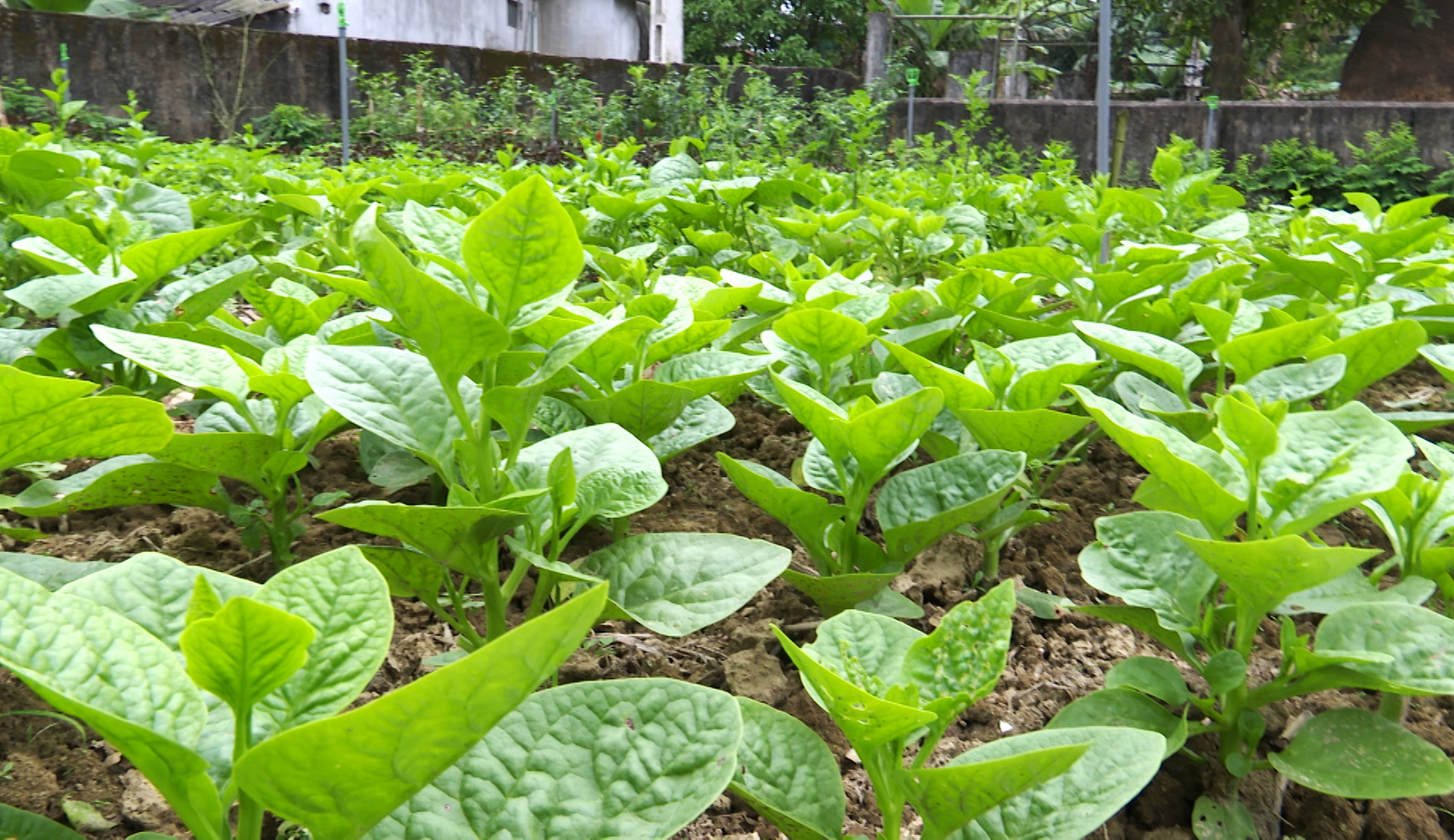 Cây rau mùng tơi thân gỗ