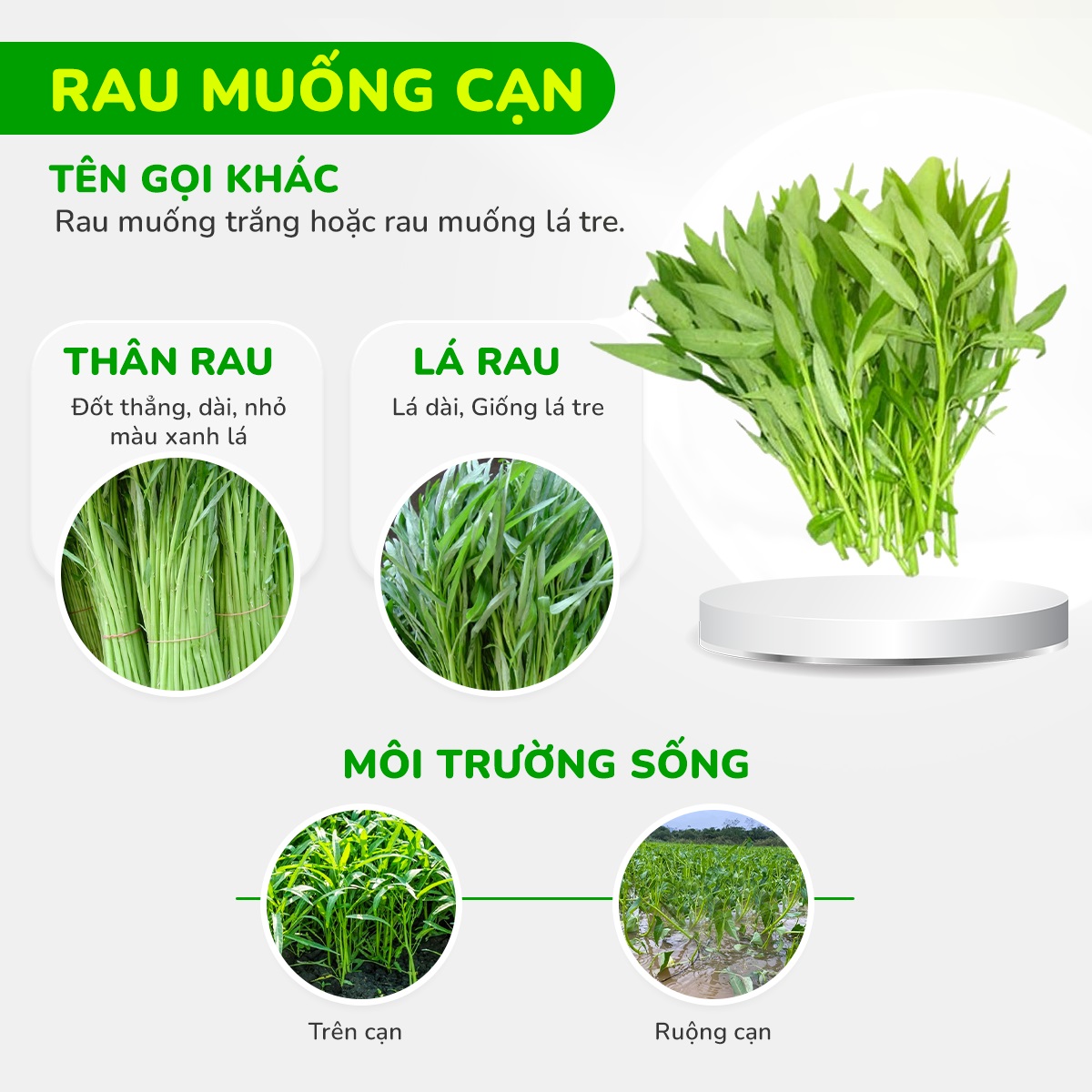 Cây rau muống cạn