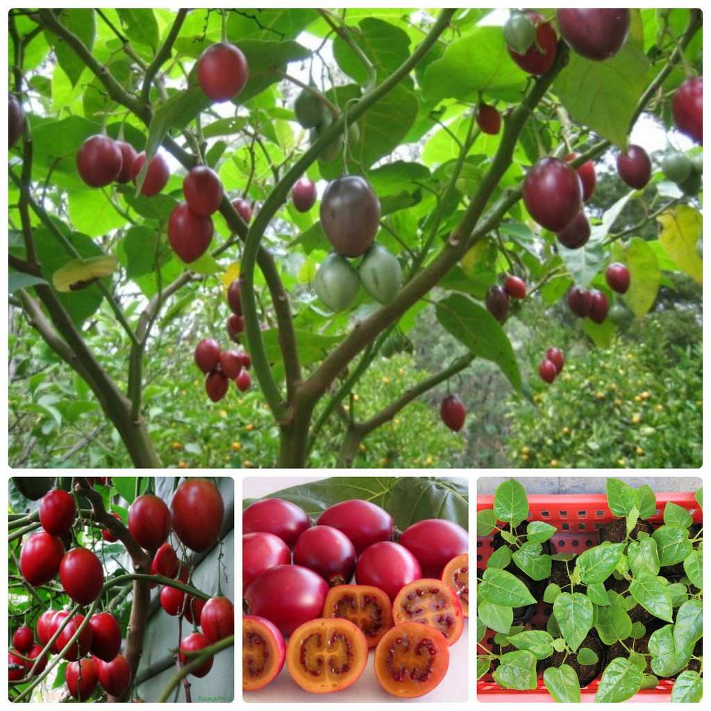 Chăm sóc cây cà chua thân gỗ Tamarillo