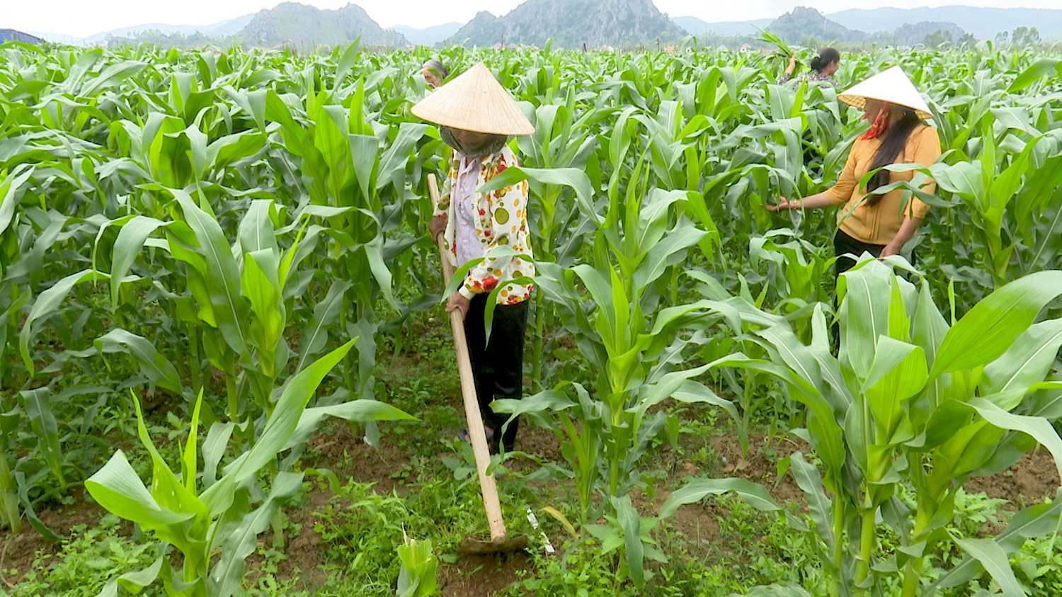 Chăm sóc cây bắp