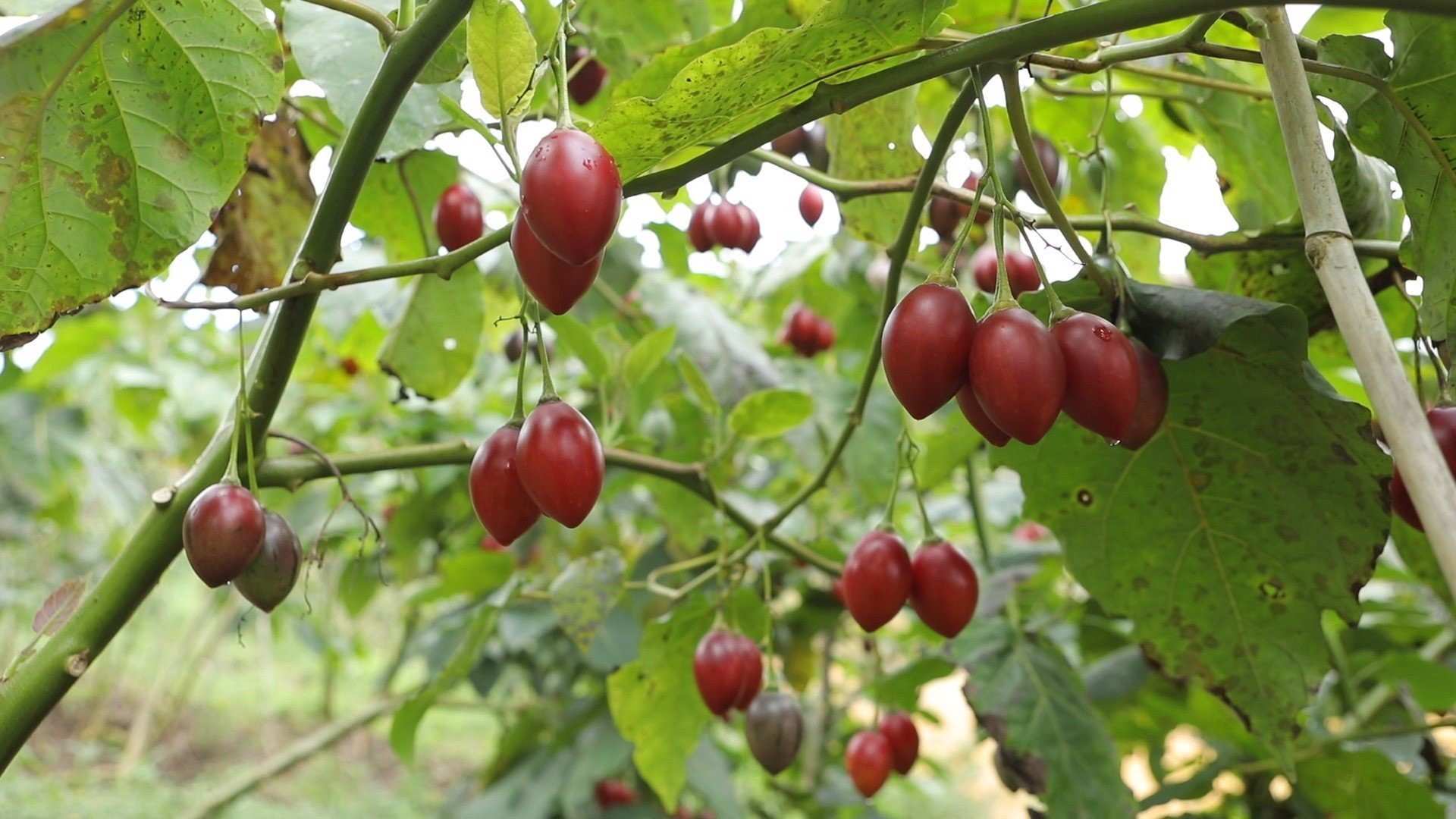 Đặc tính sinh học của cây cà chua thân gỗ Tamarillo