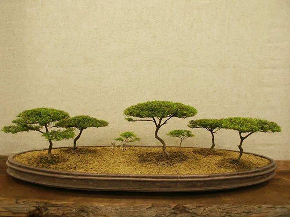 Giới thiệu về bonsai