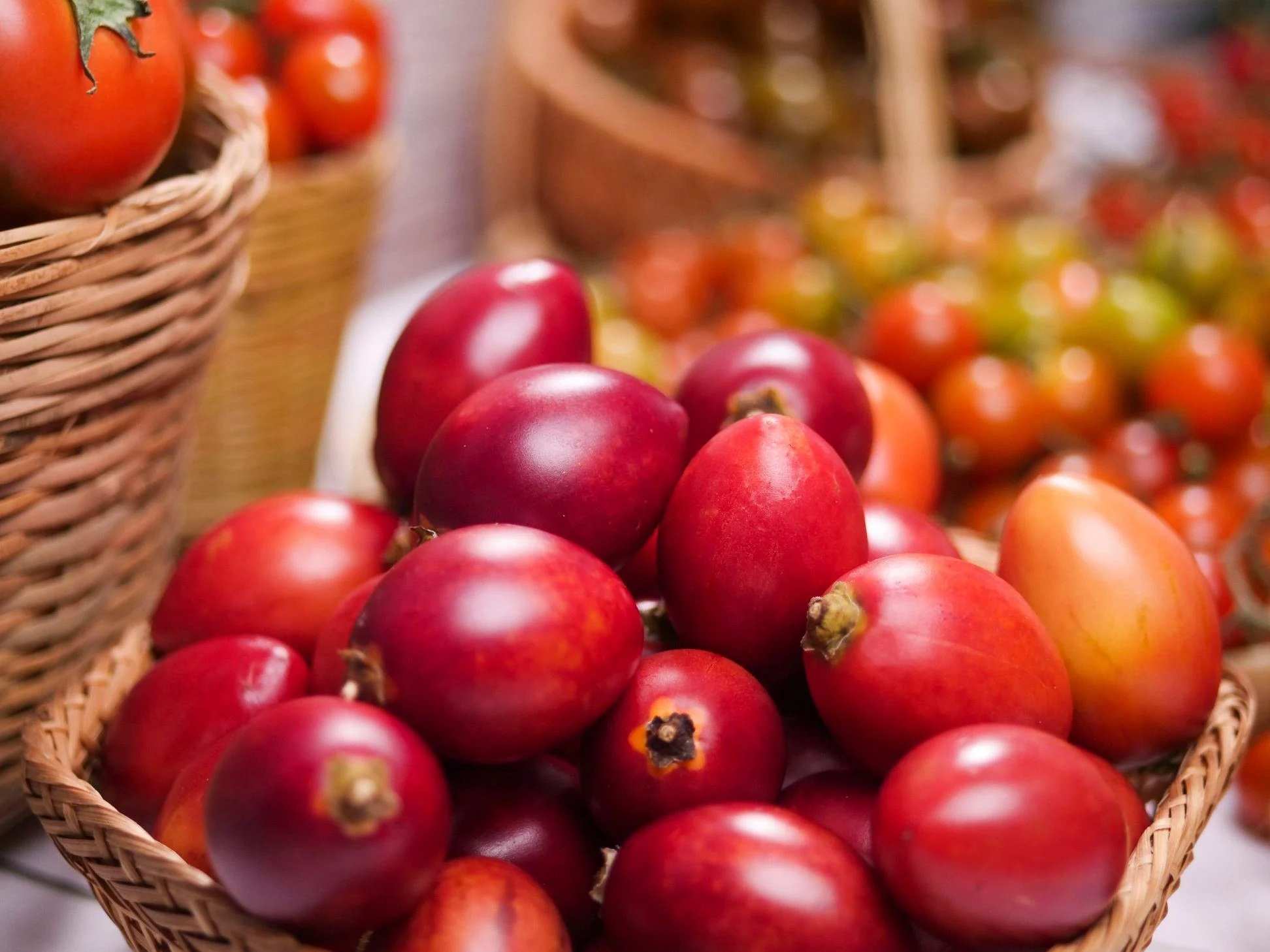 Giới thiệu về cây cà chua thân gỗ Tamarillo