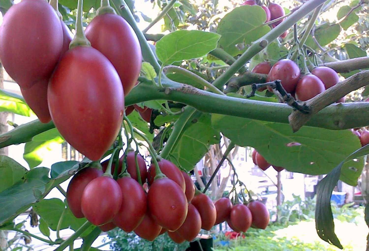 Hiệu quả kinh tế của cây cà chua thân gỗ Tamarillo