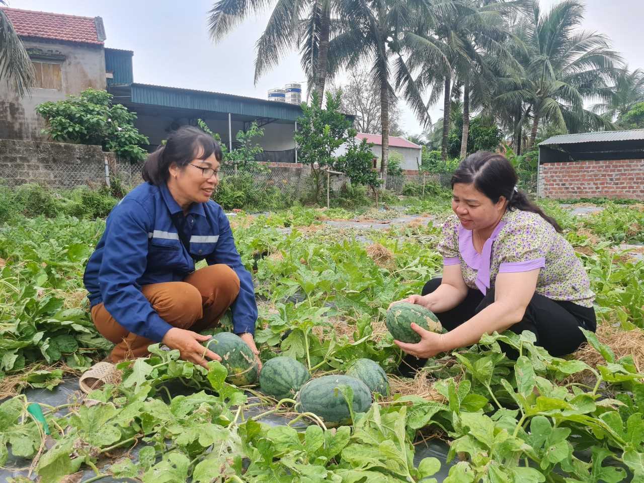 HIỆU QUẢ TRỒNG DƯA HẤU TRÁI VỤ DÙNG MÀNG PHỦ NÔNG NGHIỆP