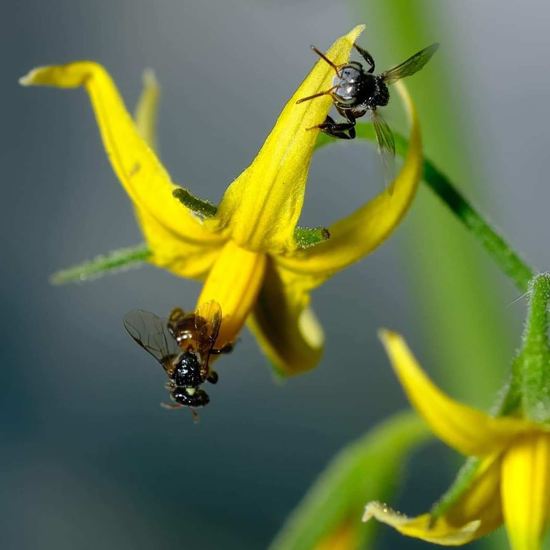 Hoa cà chua thụ phấn bởi ong