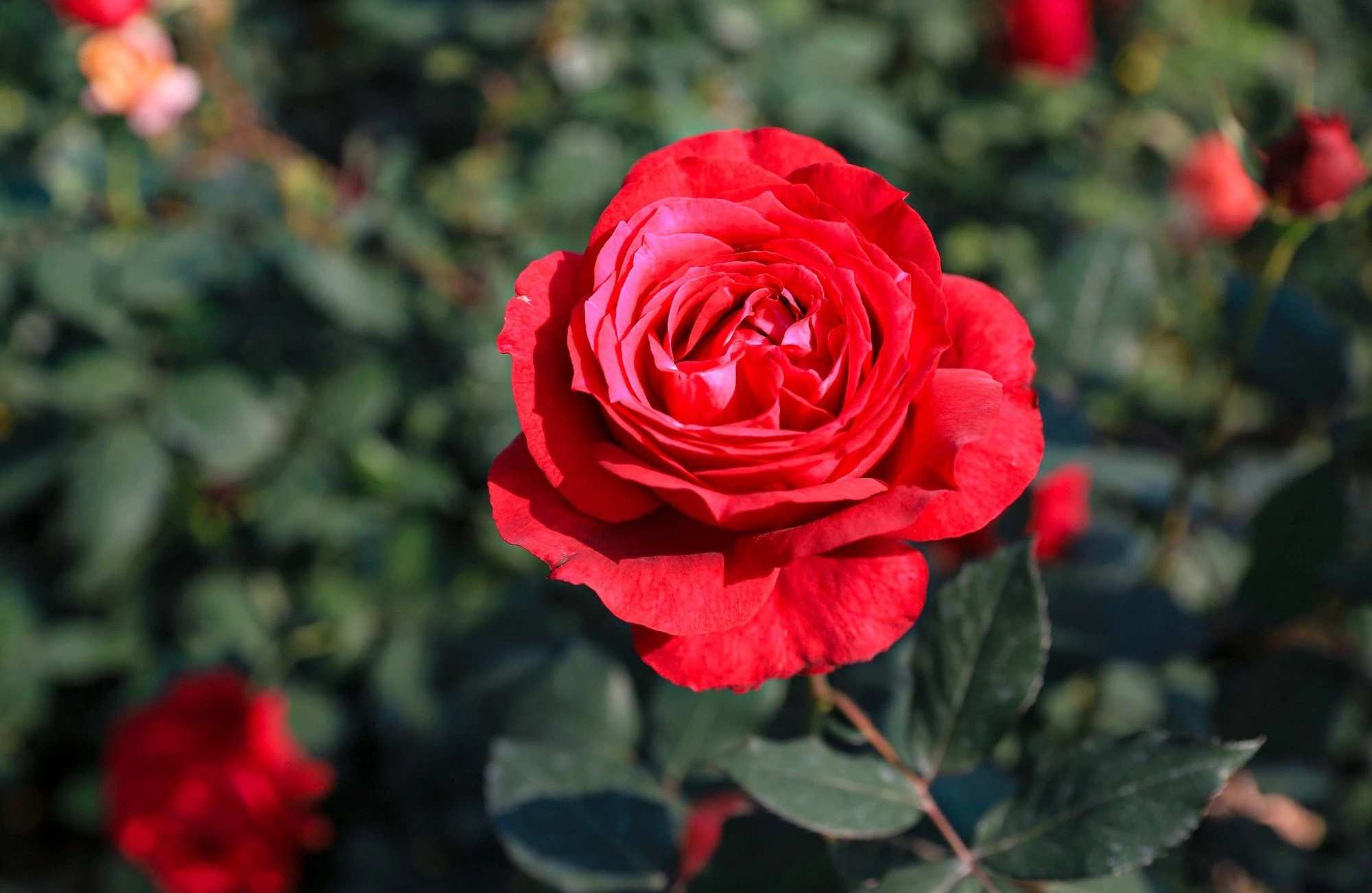 Hoa hồng đỏ vẫn là loài hoa được ưa chuộng
