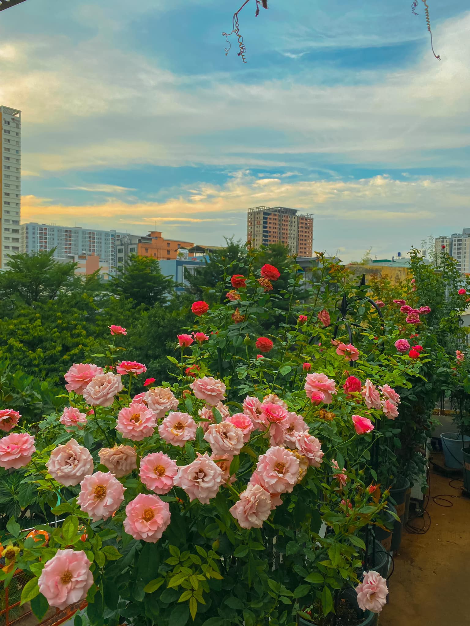 Nên chọn chỗ trồng hoa hồng phù hợp