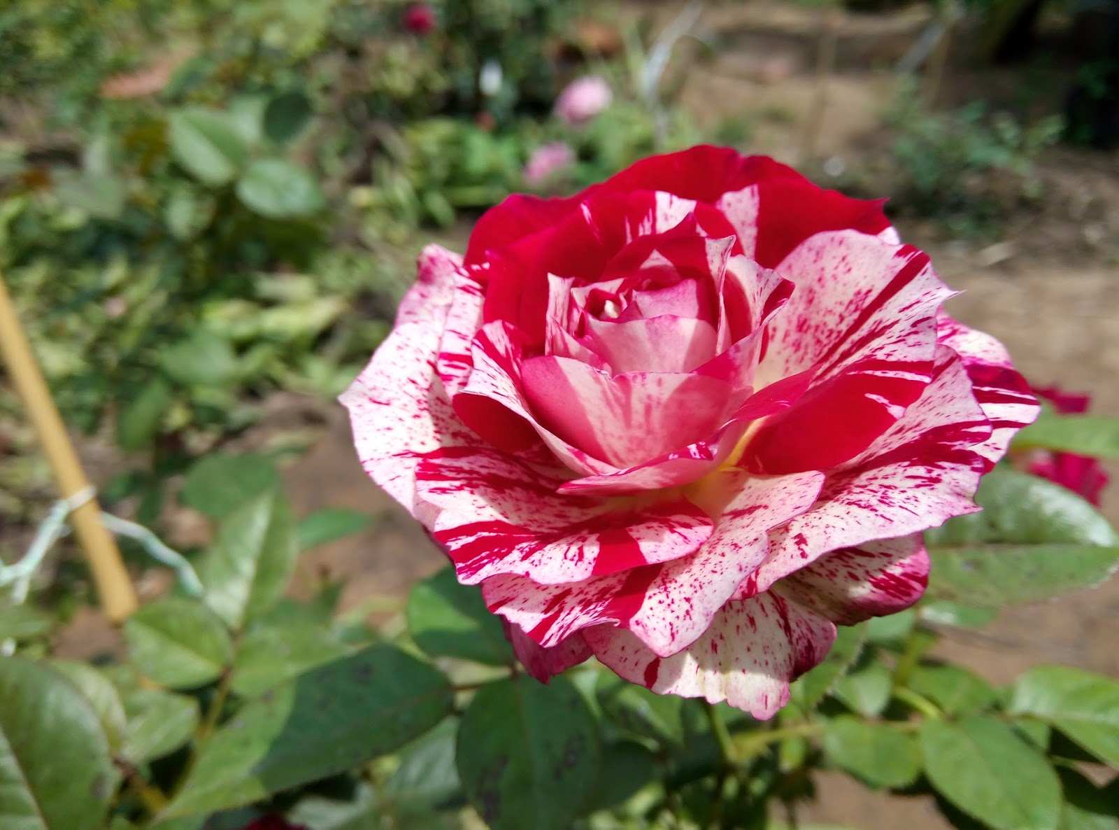 Hoa hồng là loài ưa nắng
