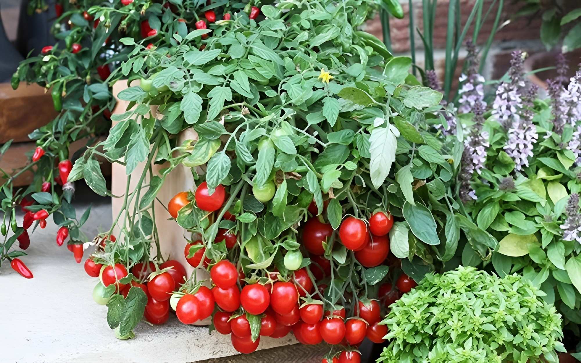 Cây húng quế trồng cùng cà chua