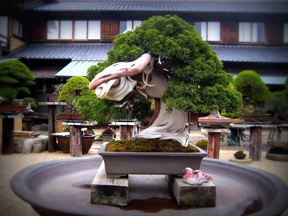 Khu vườn Bonsai Shunka-en