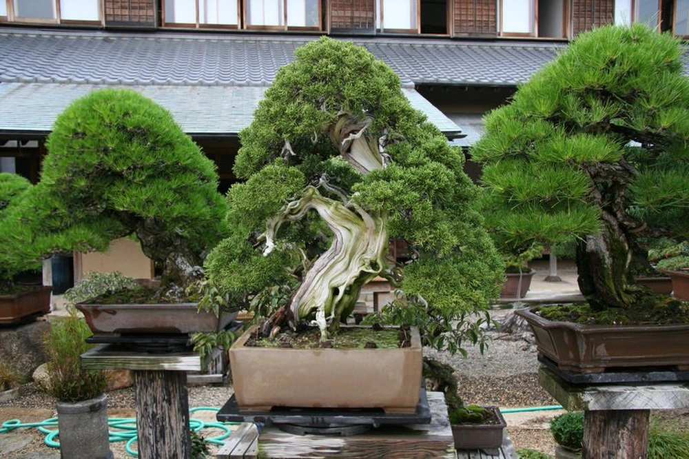 Khu vườn Bonsai Shunka-en