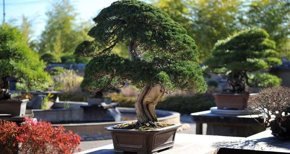 Khu vườn Bonsai Shunka-en