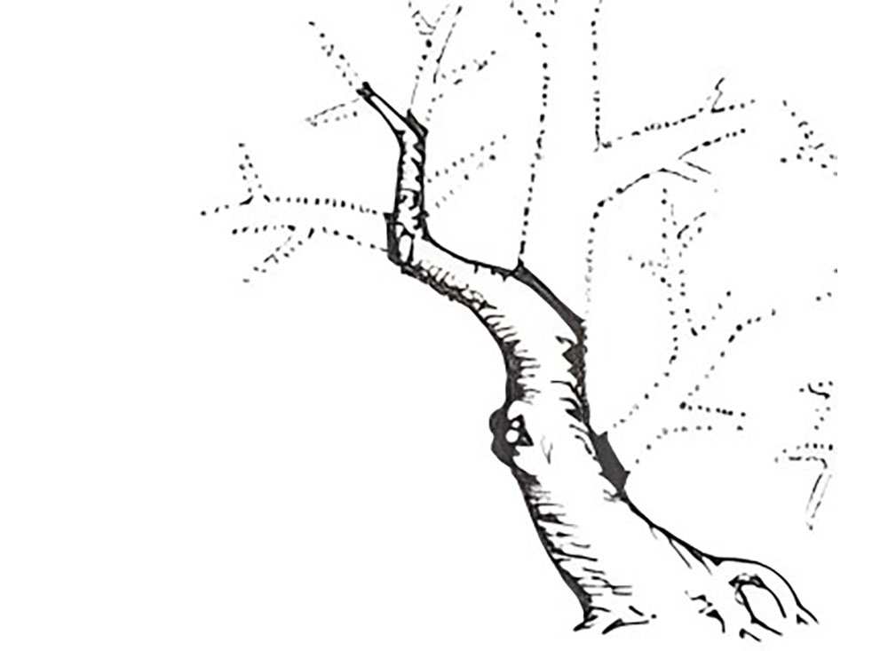 Kỹ Thuật Cắt Thân, Ngọn