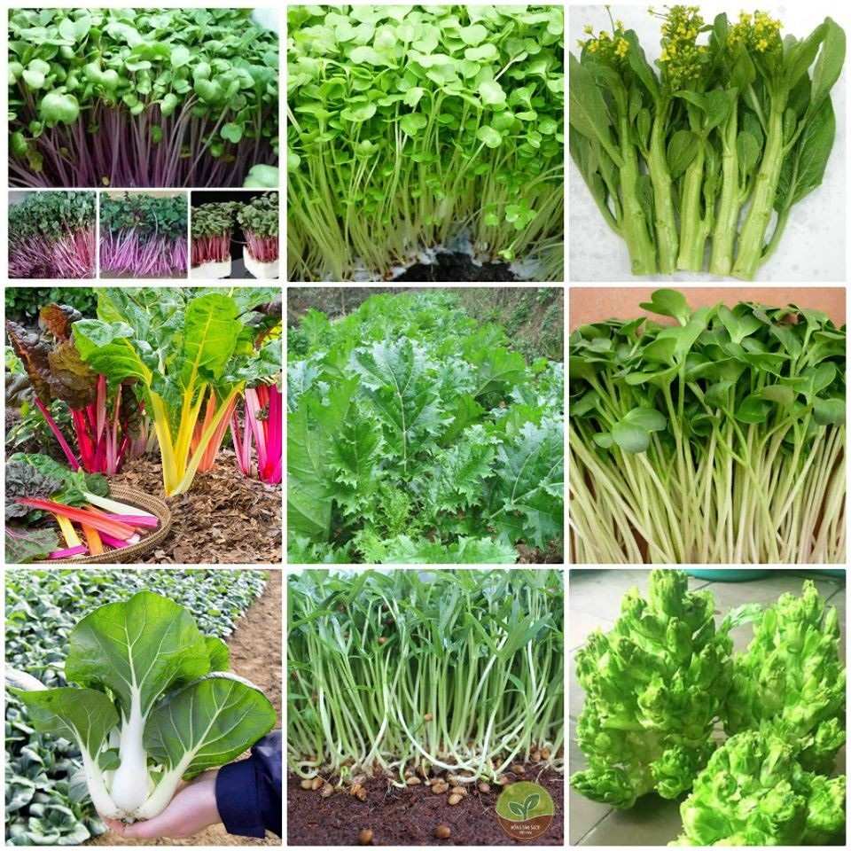 Kỹ thuật để giống các loài rau khác trồng bằng hạt trong vườn rau dinh dưỡng gia đình - TS. Nguyễn Văn Hoan