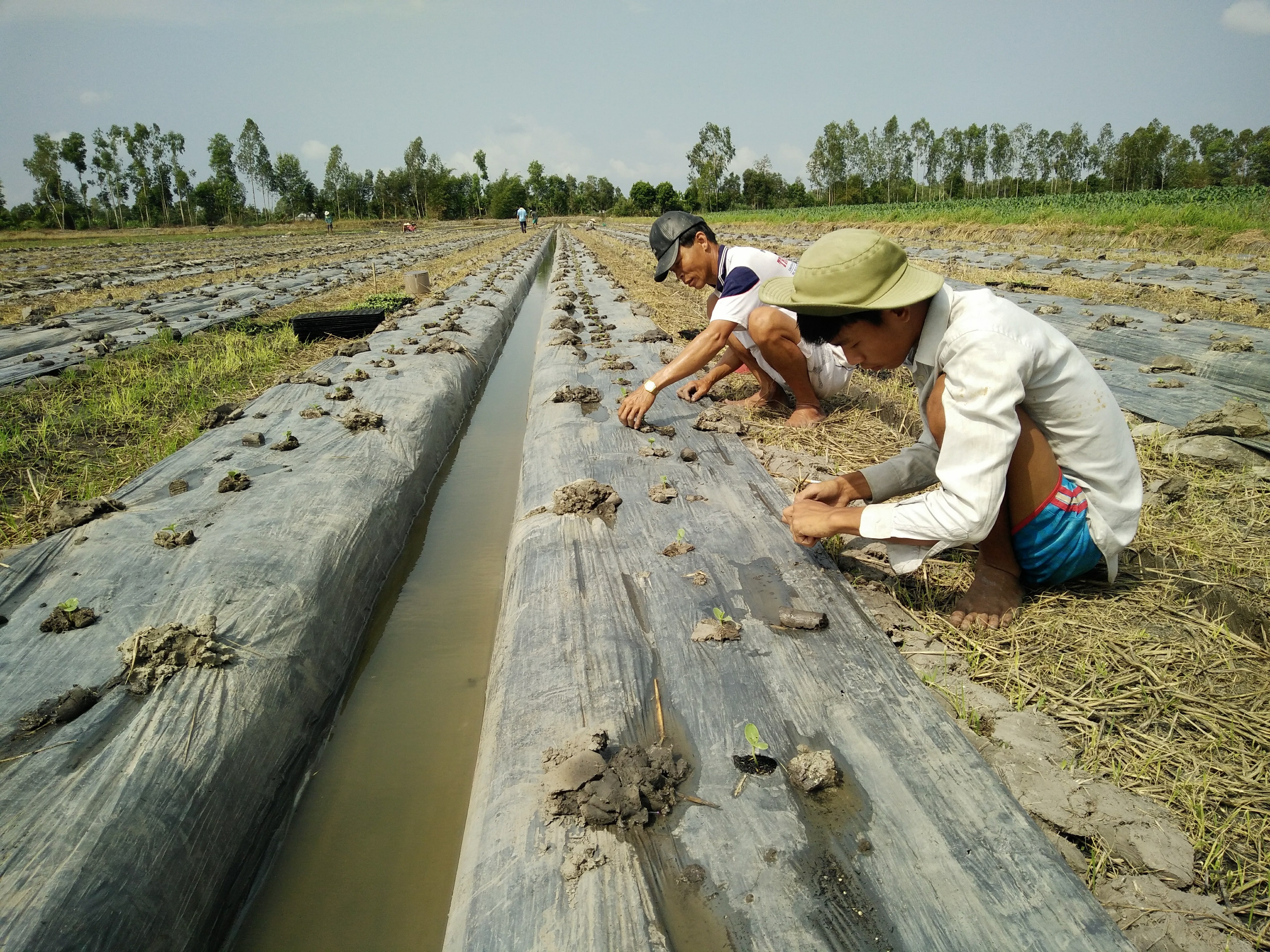 Làm đất trồng dưa hấu vụ tết